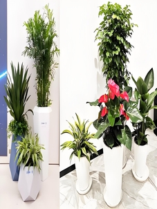 想让空间焕新？宁波奉化专业植物租赁来助力